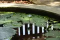 The lily pond
